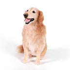 Custom Felt Pet Sculpture | Handmade Full-Body Pet Figurine